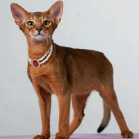 3-pcs Red Diamond Double Strand Pearl & Rhinestone Pet Necklace - Luxury Collar for Cats & Dogs Size M (25-31CM)