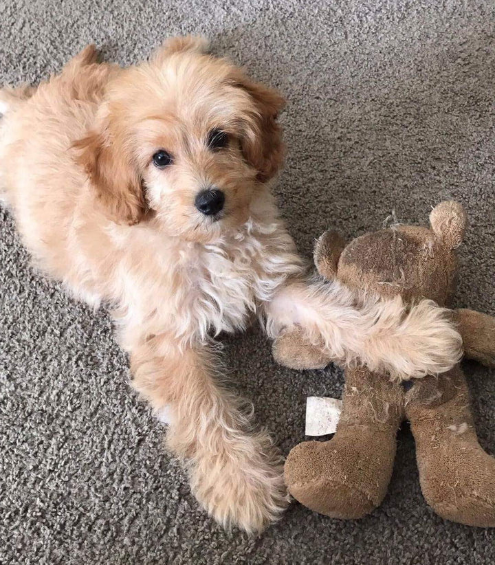 Getting a New Puppy? Here Are Eight Must Have Essentials